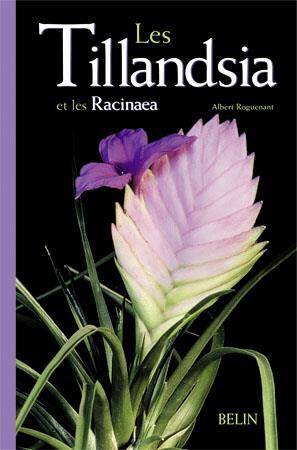 Les Tillandsia et les Racinaea