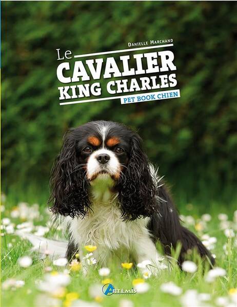 Cavalier King Charles -Le- Ned