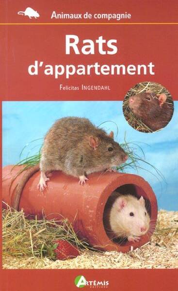 Rats D Appartement
