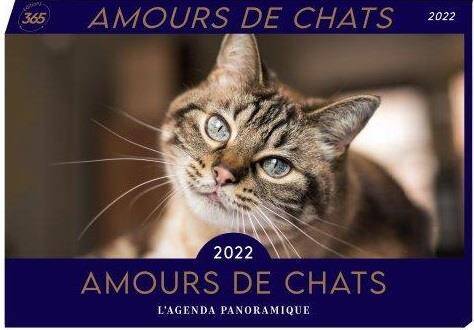 Amours de chats 2022