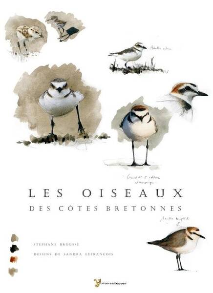 Les Oiseaux des Cotes Bretonnes