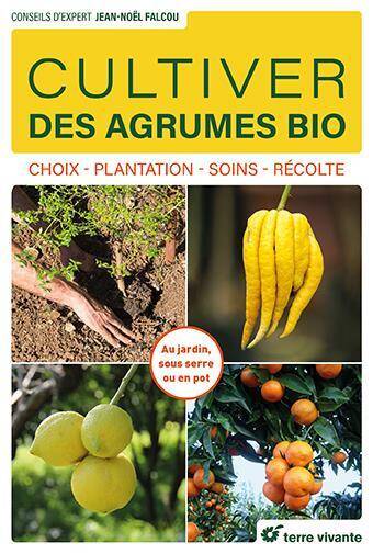 Cultiver des agrumes bio : choix, plantation, soins, récolte