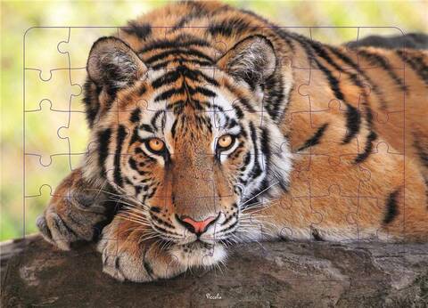 TIGRE - PUZZLE PHOTO 48 PIECES