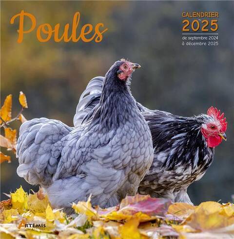 Poules (Edition 2025)