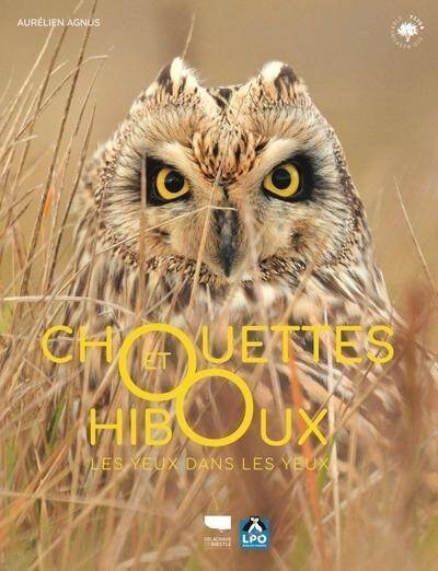 Chouettes et Hiboux : Les Yeux Dans les Yeux