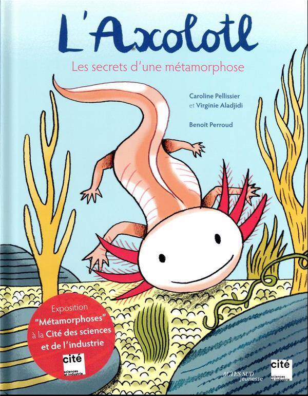 L'axolotl : les secrets d'une métamorphose